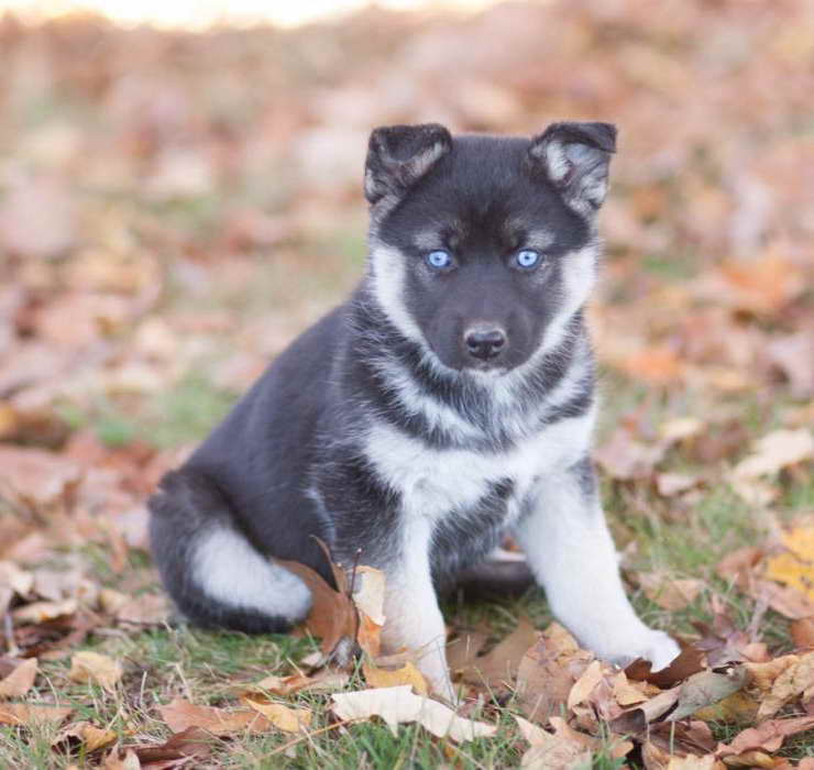 German Shepherd Husky Mix Puppies For Sale In Virginia
