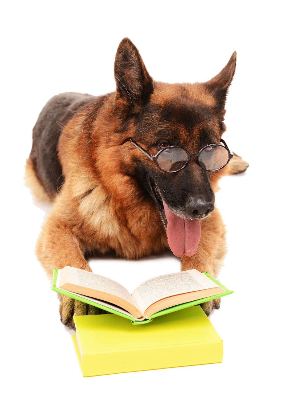 German Shepherd Intelligence: How Smart Can You Expect ...