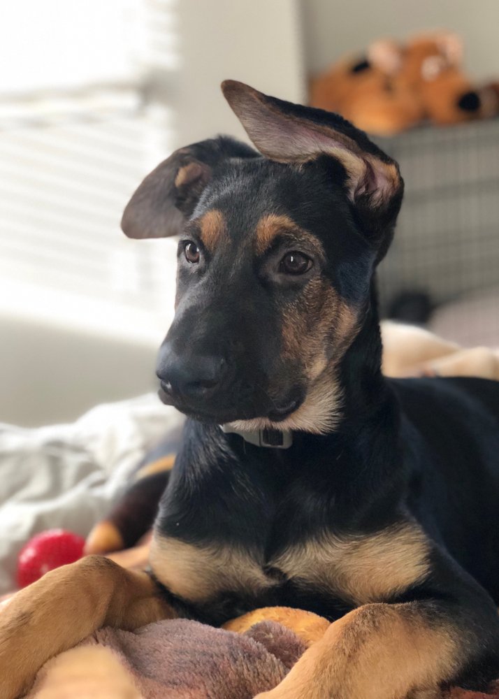 German Shepherd Lab Mix: A Complete Guide to the Sheprador