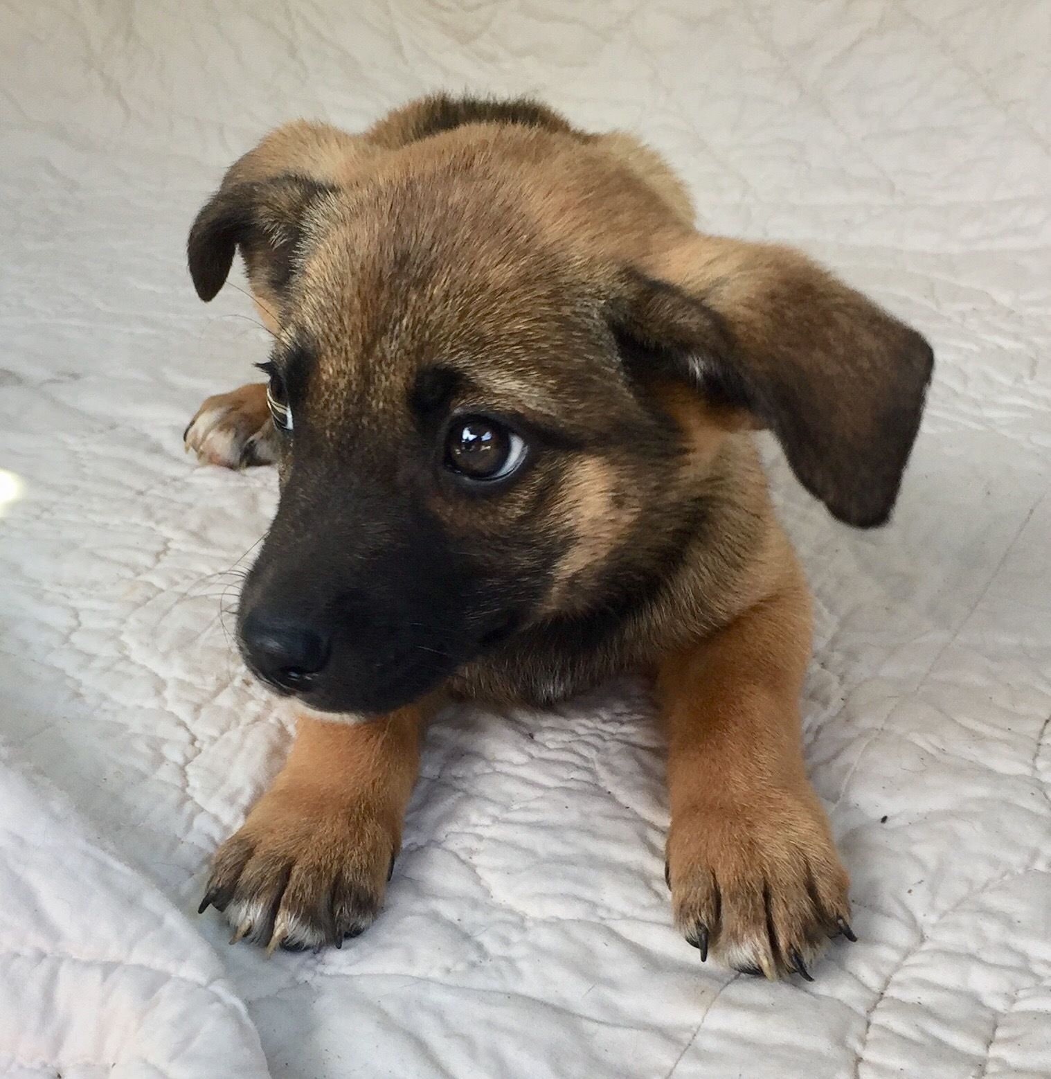 German Shepherd Lab Mix Puppies For Sale Oregon 2021 â Puppies World