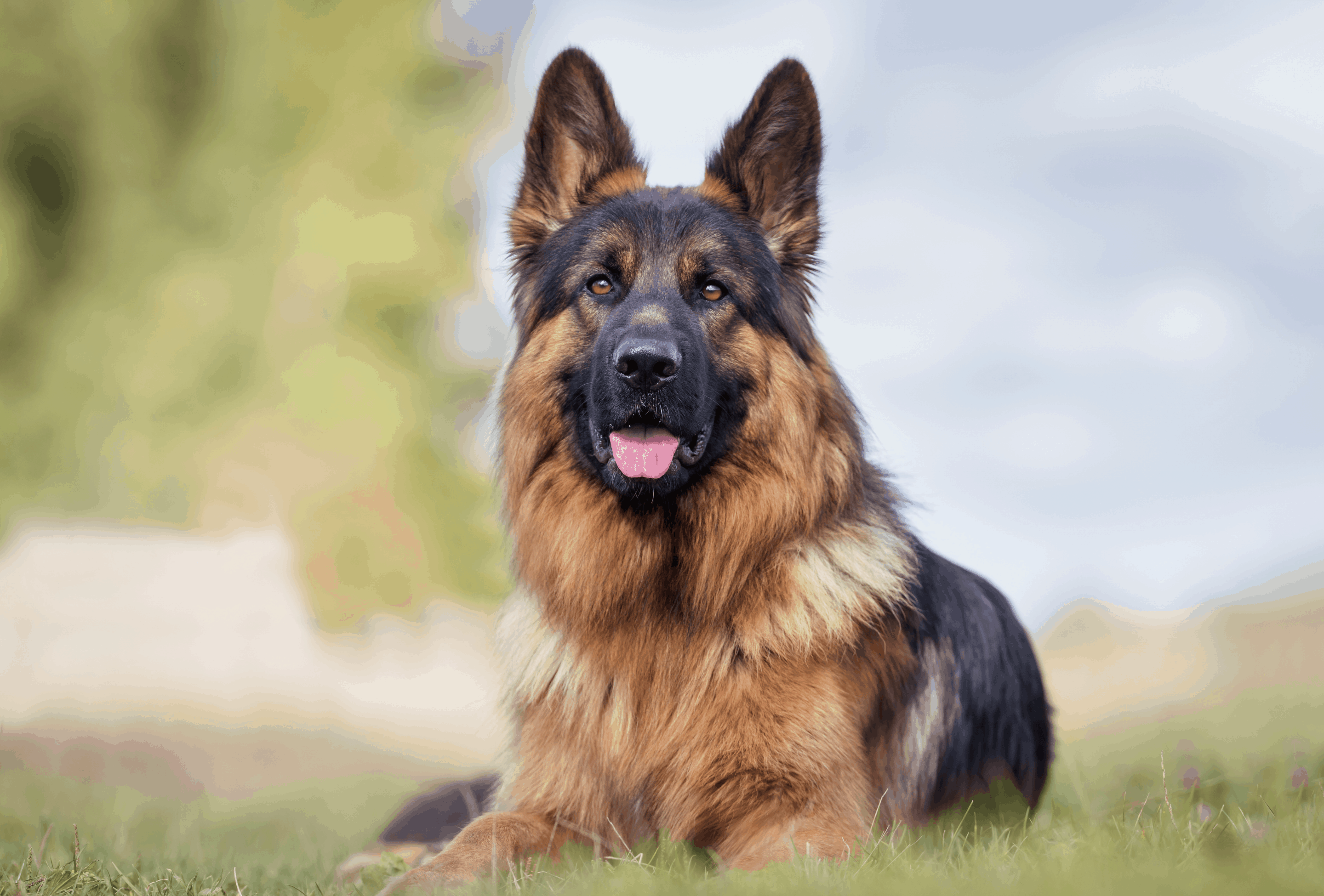German Shepherd Lifespan Facts You Should Know