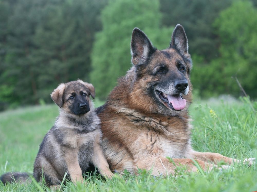 German Shepherd Lifespan: How Long Can A GSD Live ...