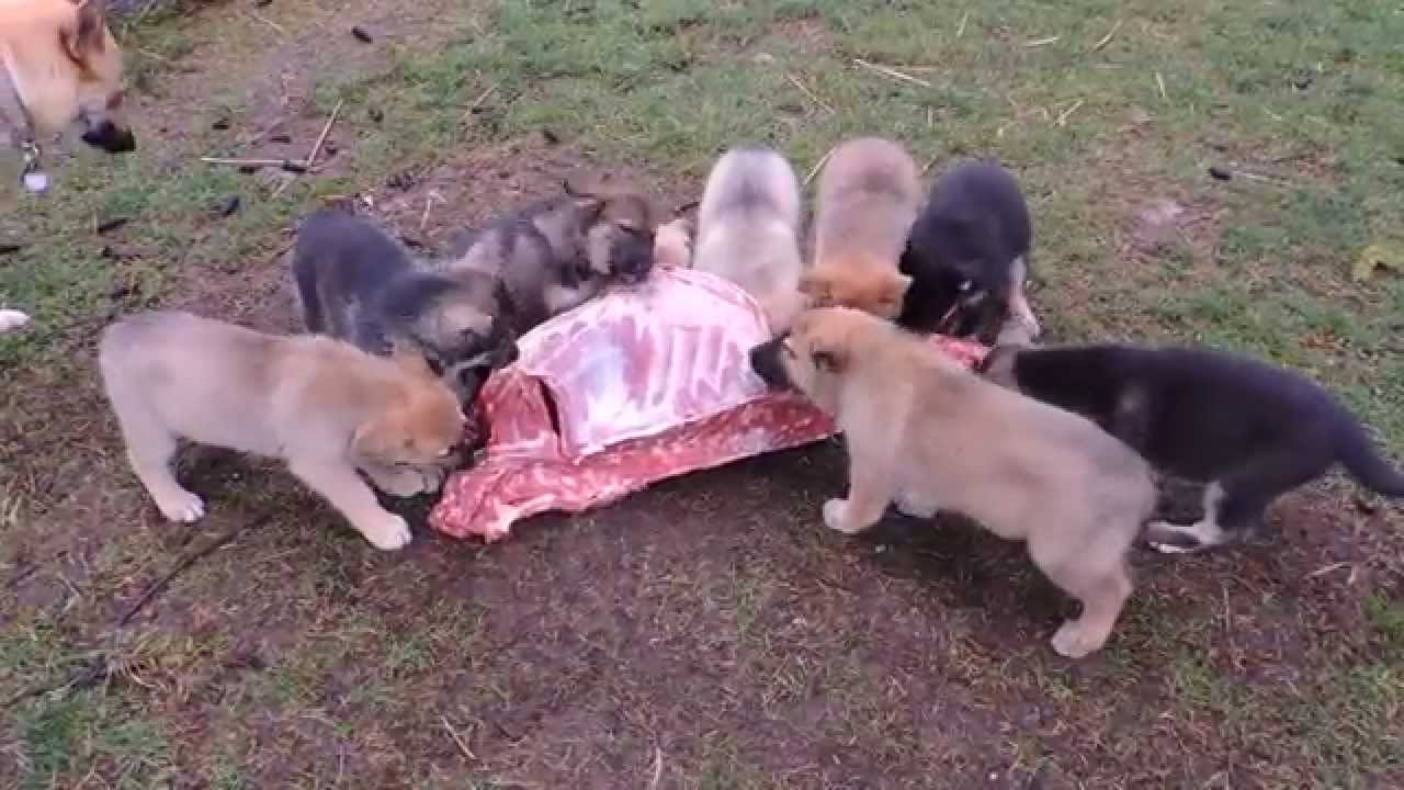 German Shepherd Mix Puppies