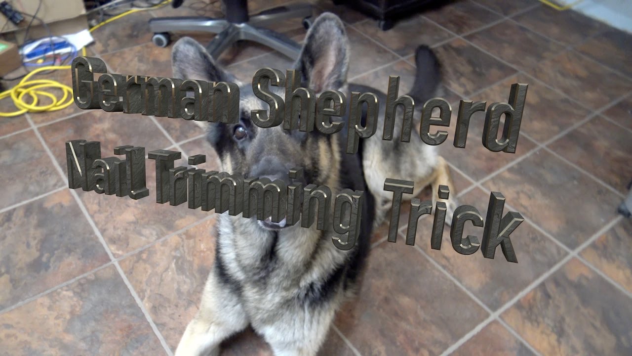 German Shepherd Nail Clipping/Cutting Tips and Tricks ...