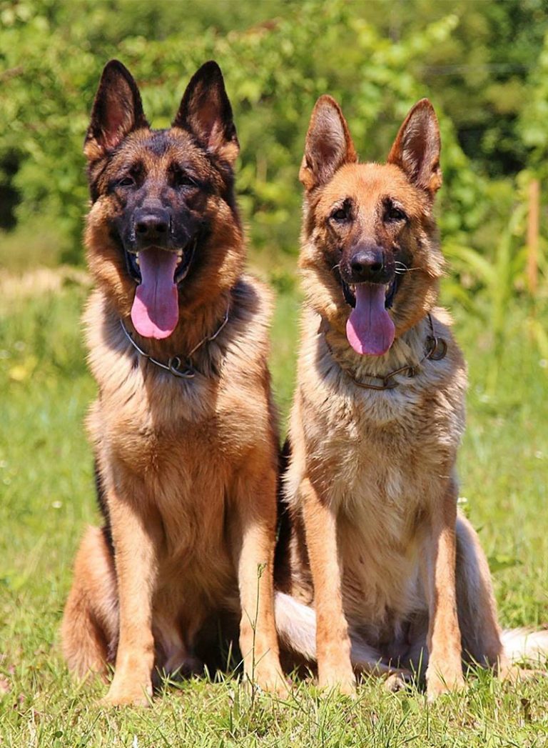 German Shepherd Names: Over 200 Great Ideas for Boy and ...