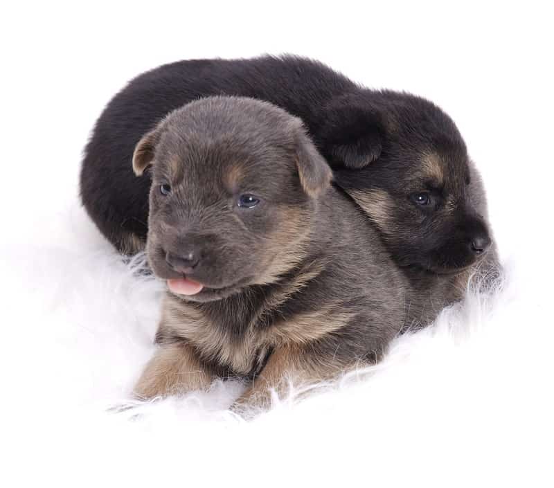 German Shepherd newborn puppies: tips for proper care