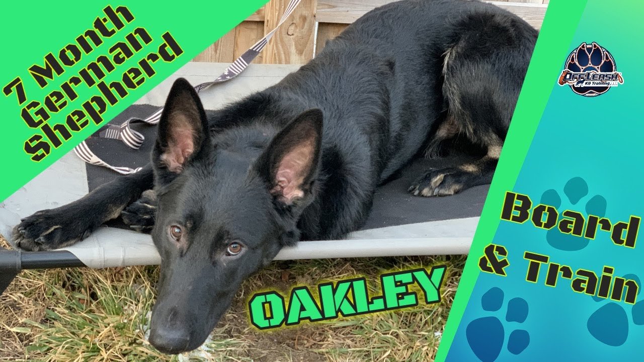 German Shepherd, Oakley, 7 months