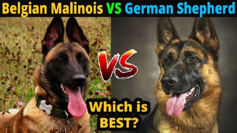 German Shepherd Or Belgian Malinois ! Whats The Difference ...