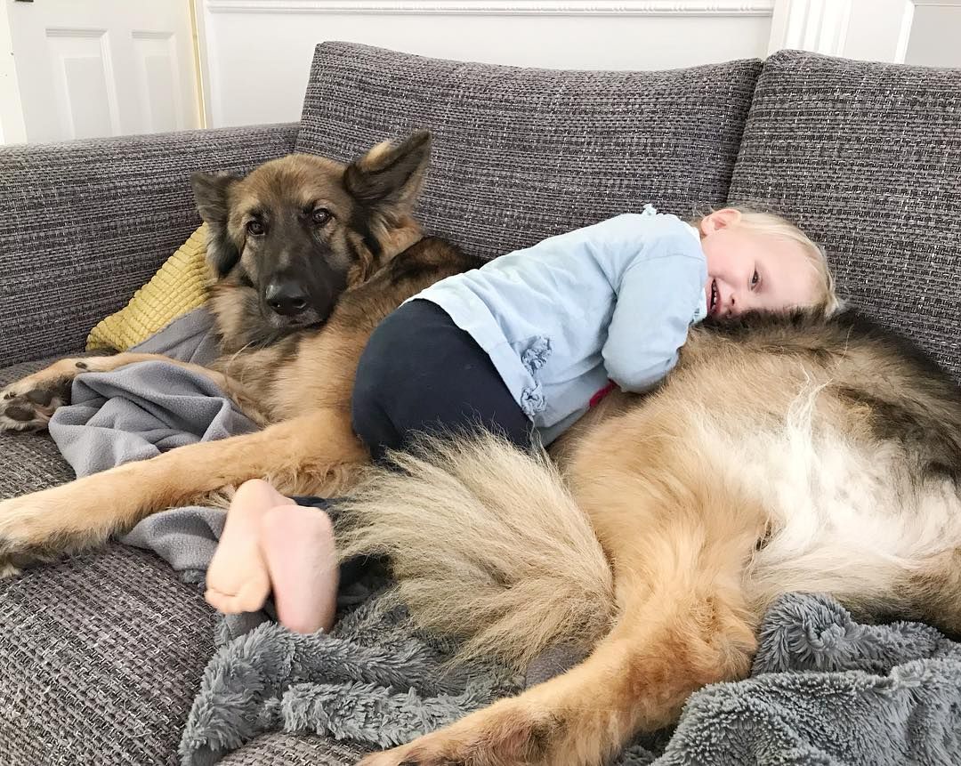 German Shepherd Pillow Loki