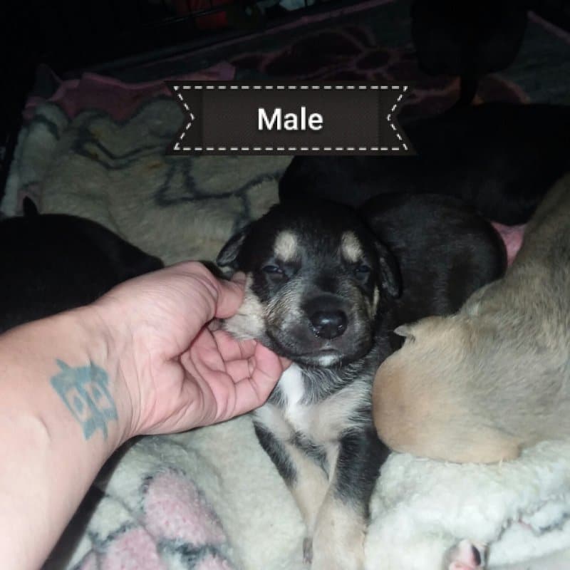 German Shepherd Pitbull Mix Puppies for Sale in Chesterfield, Indiana