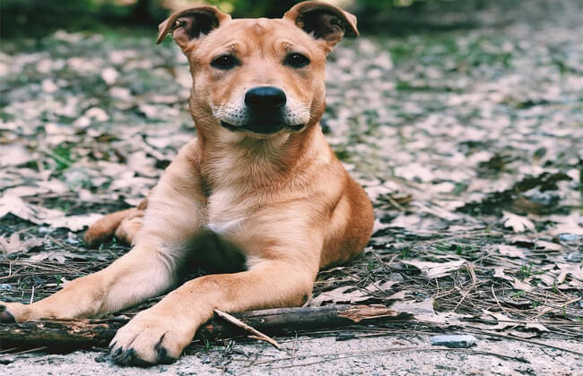 German Shepherd Pitbull Mix: What You Need to Know About German pit