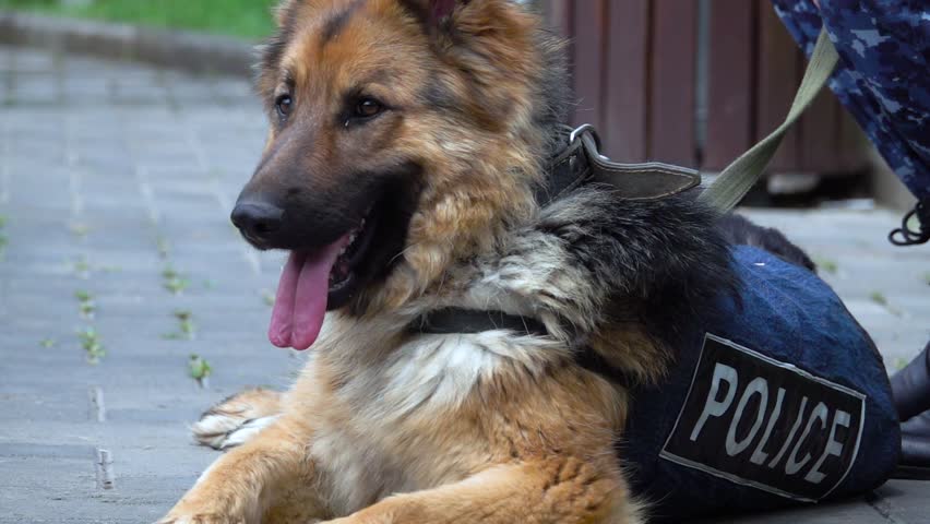 German Shepherd Police Dog Slow Stock Footage Video (100% ...