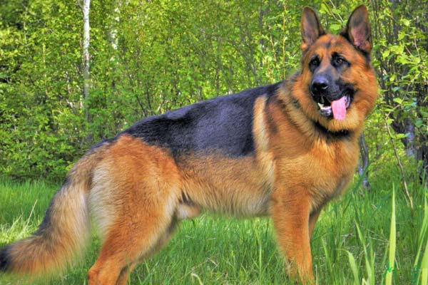 German Shepherd Price: How Much Does IT Cost For A ...