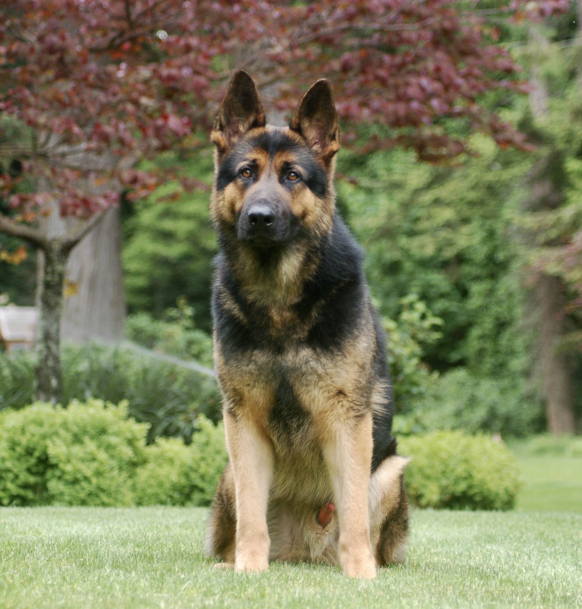 German Shepherd Protection Dogs for Sale