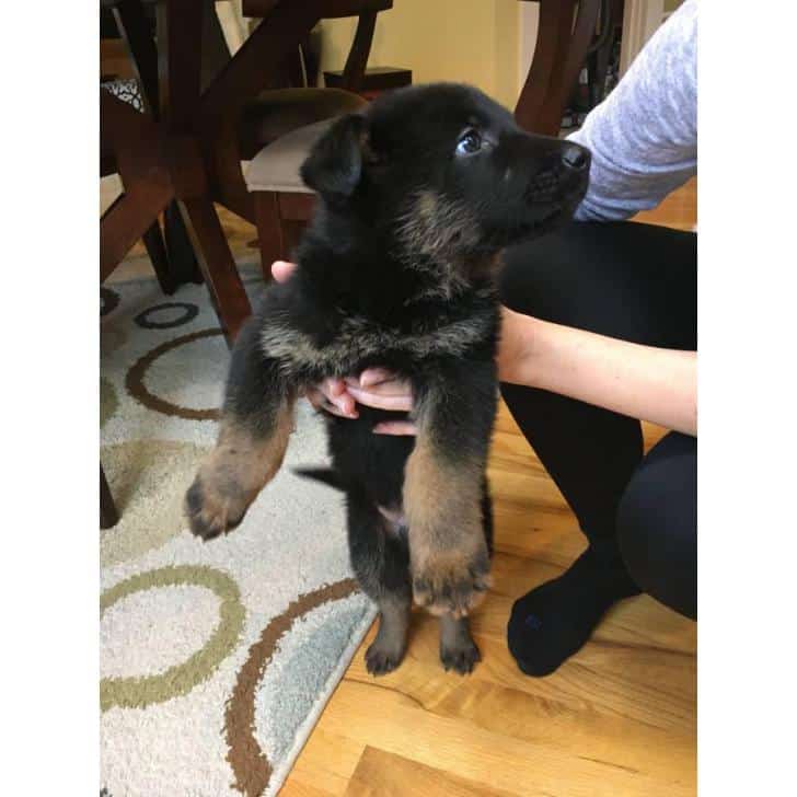 German Shepherd puppies 2 males available in Tacoma, Washington ...