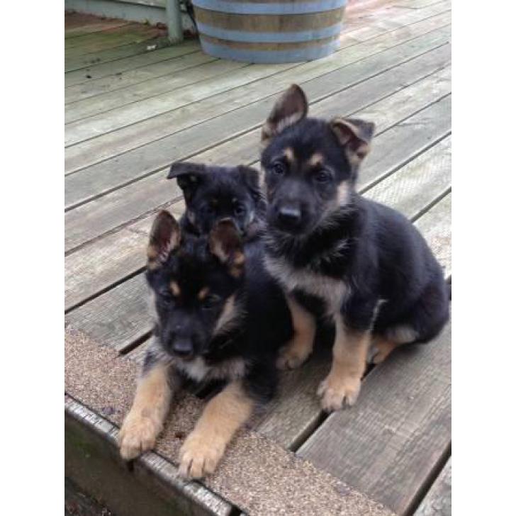German Shepherd Puppies AKC Champion bloodline $850 in ...