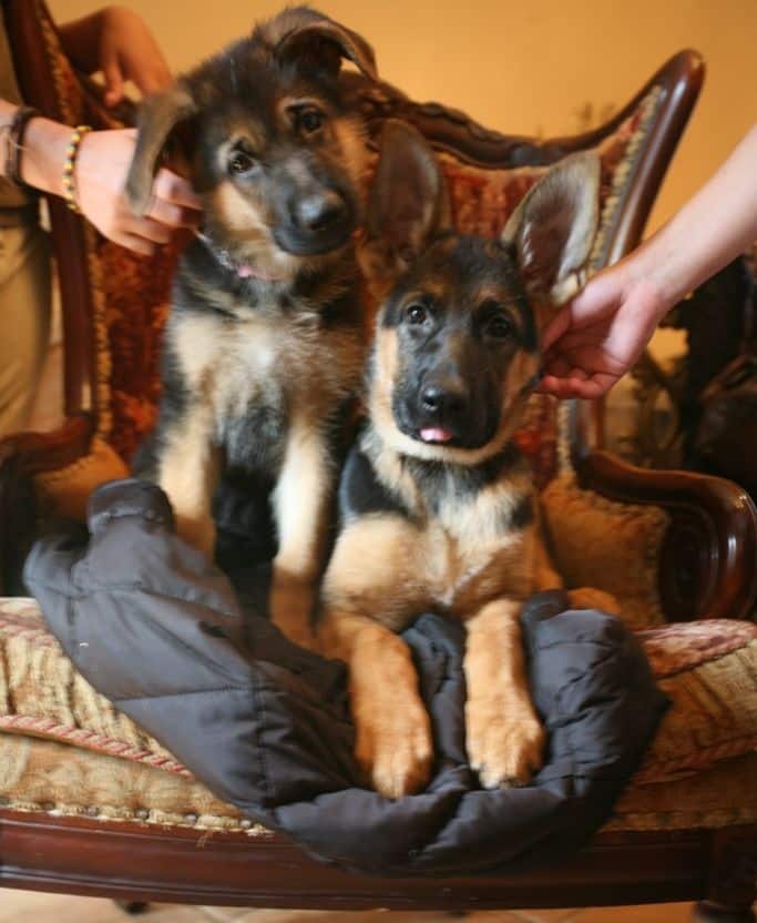 German Shepherd Puppies For Sale Fredericksburg Va