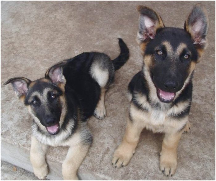 german shepherd puppies for sale fresno ca