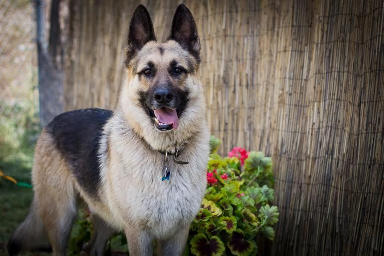German Shepherd Puppies For Sale In California Bay Area