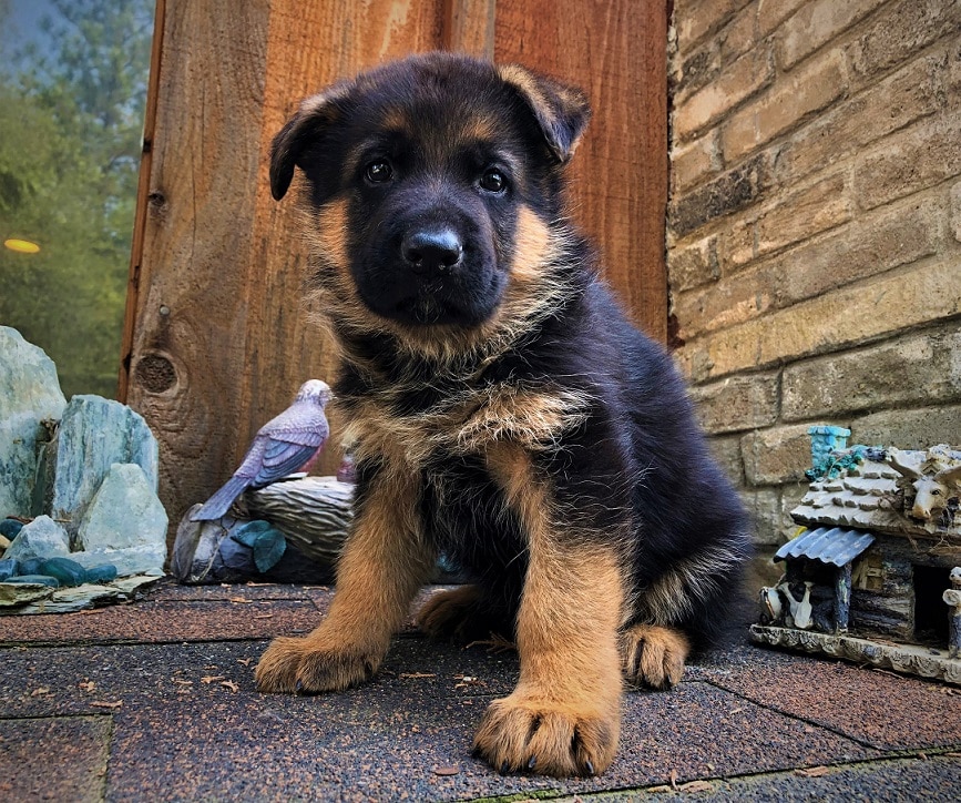 German Shepherd Puppies for sale in California. German Shepherd Breeder ...