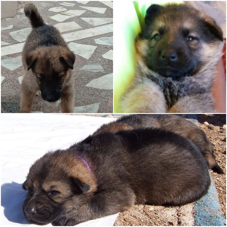 German Shepherd puppies for sale in Hyderabad in 2020 ...