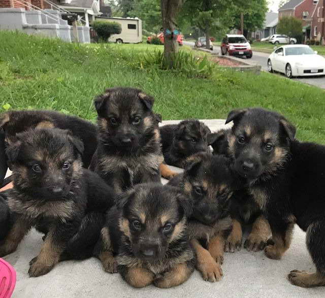 German Shepherd Puppies For Sale In Roanoke Va