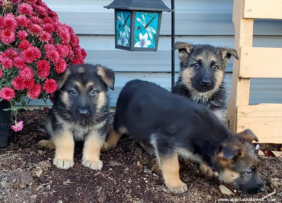 German Shepherd Puppies For Sale in Sharon Springs, New ...