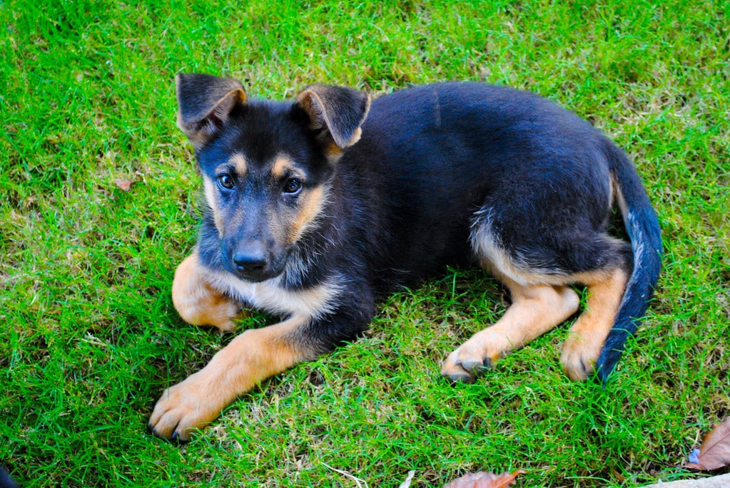 German Shepherd Puppies For Sale In Southern California : Droll German ...