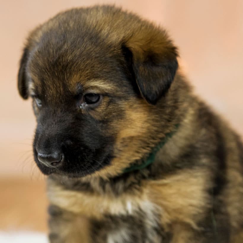German Shepherd Puppies For Sale In Texas