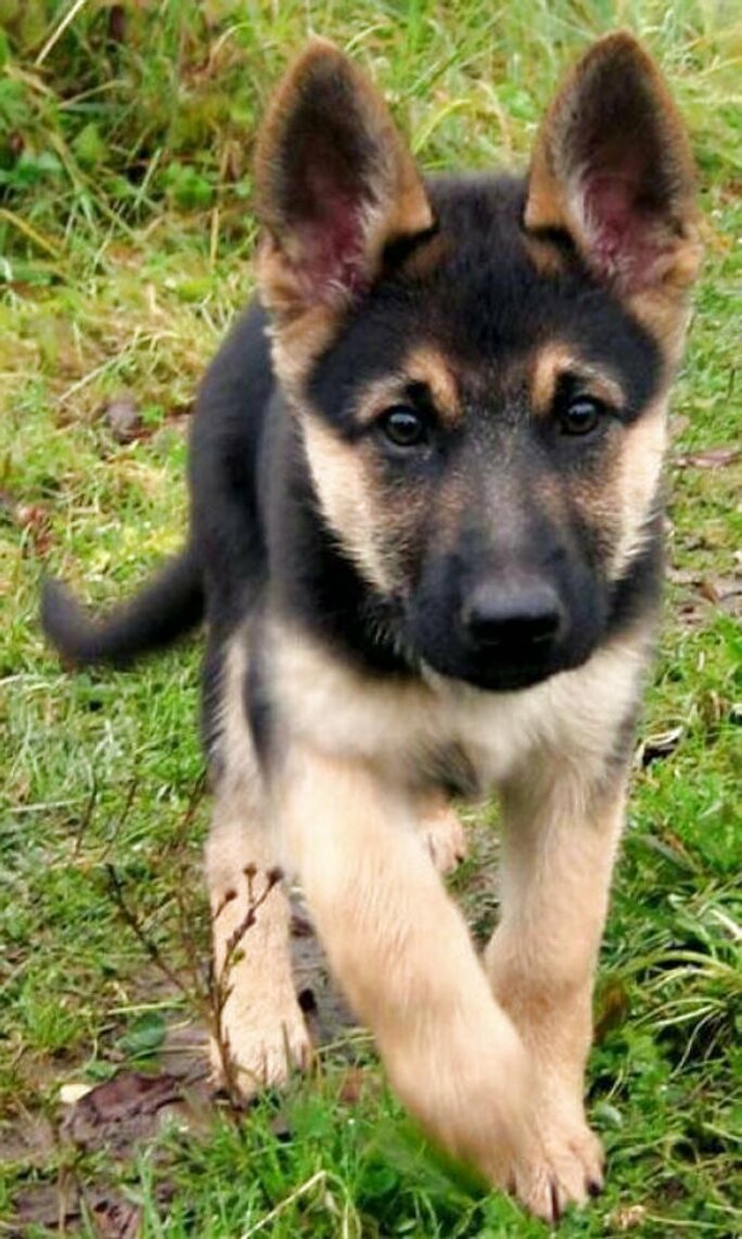 German Shepherd Puppies for sale in UK