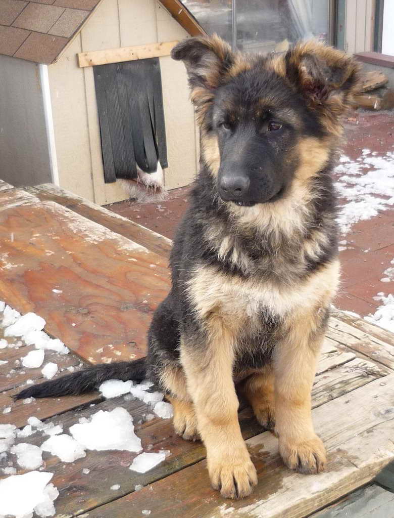 German Shepherd Puppies For Sale Spokane Wa