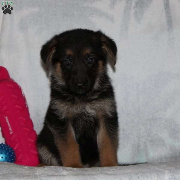 German Shepherd Puppies For Sale Under 500 In Michigan