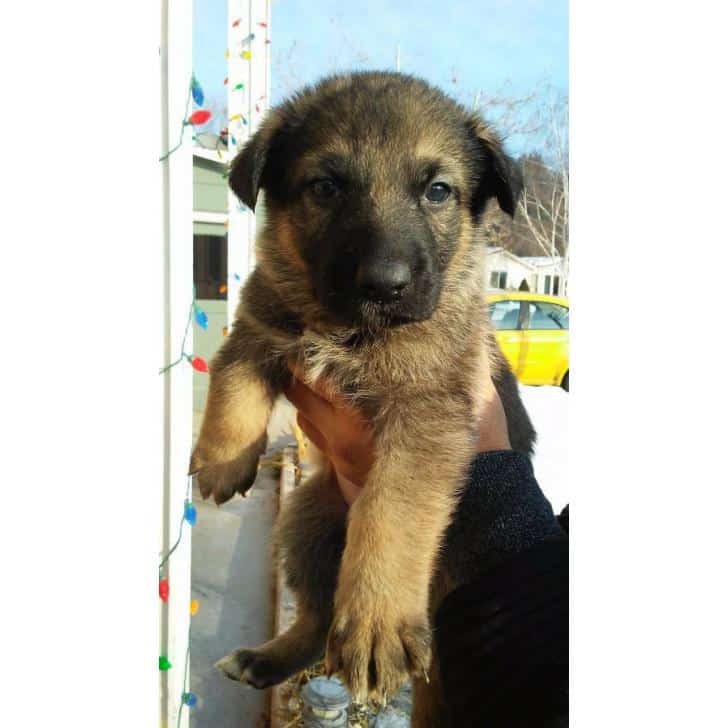 German shepherd puppies full breed 2 males and 1 females left in Boise ...