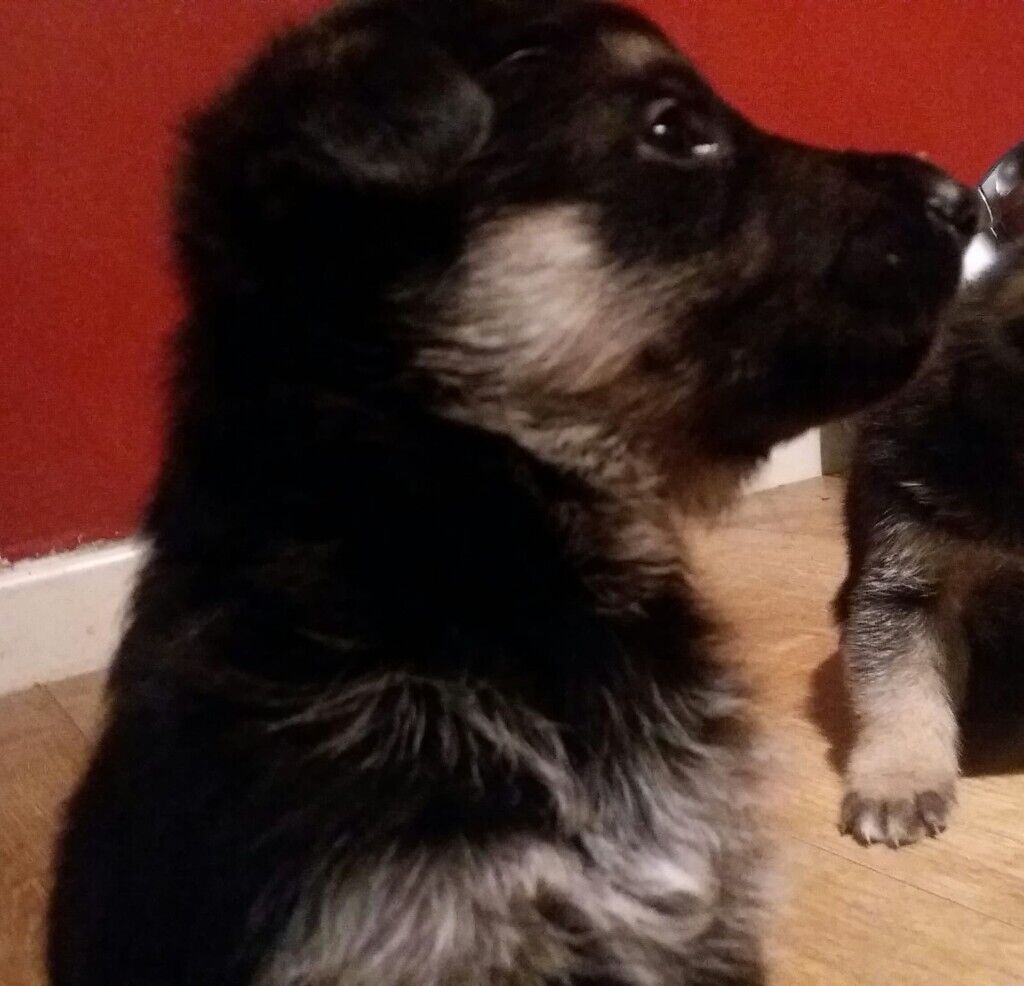 German shepherd puppies ready to go now ad updated 31.02.19