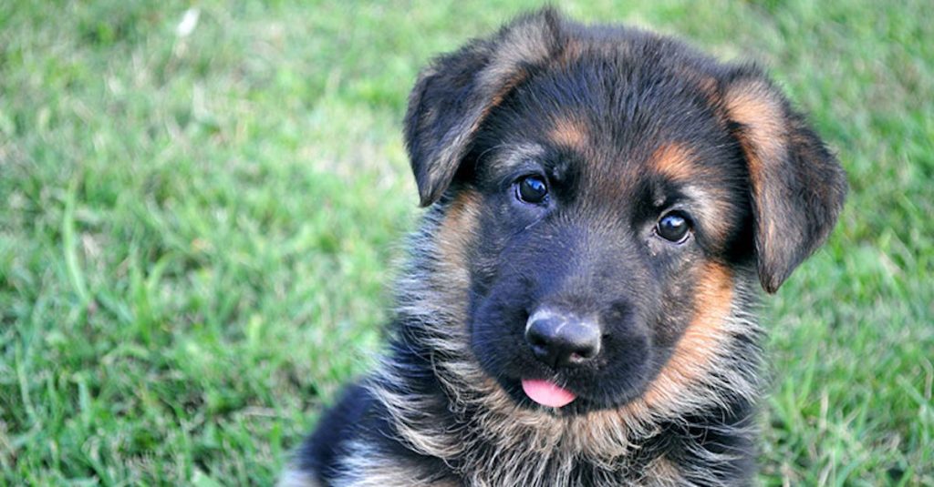 German Shepherd Puppy Born With Rare Dwarfism Wonât Let ...