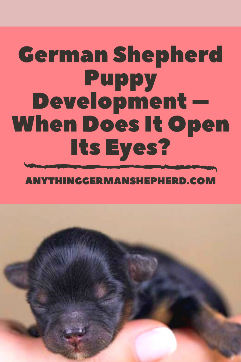 German Shepherd Puppy Development  When Does It Open Its ...