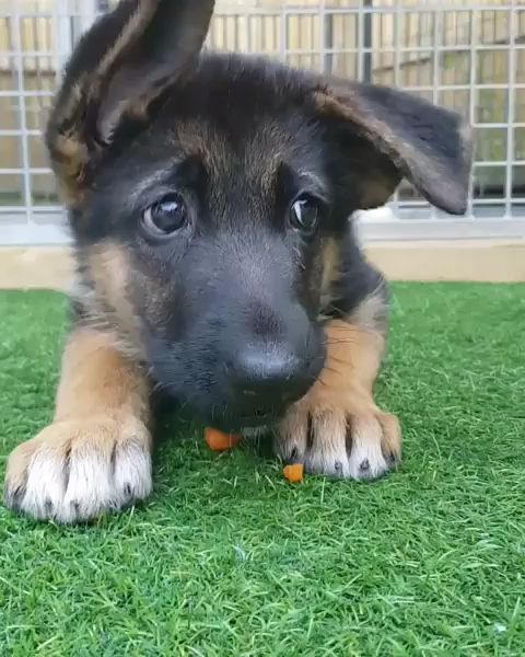 German shepherd puppy eating carrots  [Video]
