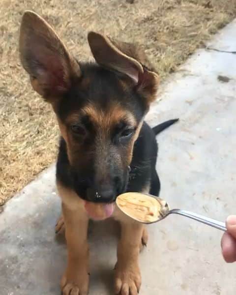 German shepherd puppy eating peanut butter [Video]