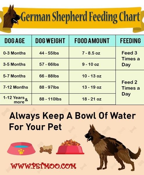 German Shepherd Puppy Food Schedule at Puppies