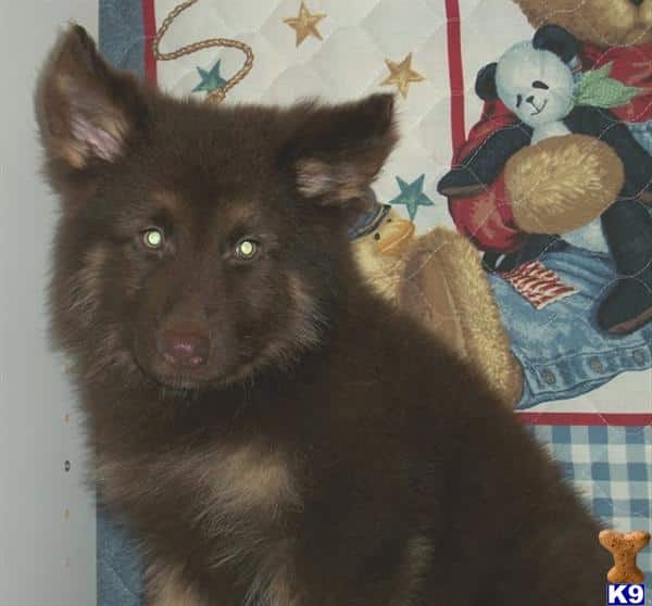 German Shepherd Puppy for Sale: AKC Long Coat Liver/Tan male