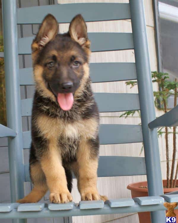 German Shepherd Puppy for Sale: April, Female $600 Shipping Available ...