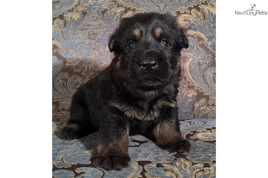 German Shepherd puppy for sale near Rockford, Illinois ...