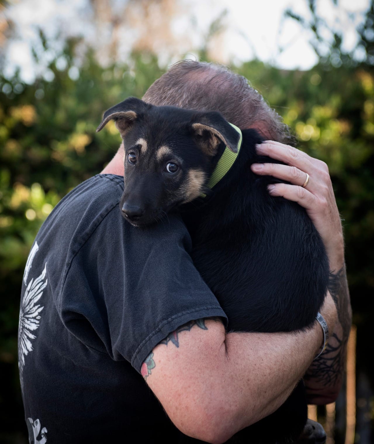 German shepherd puppy found during arrests adopted by Laguna Beach ...