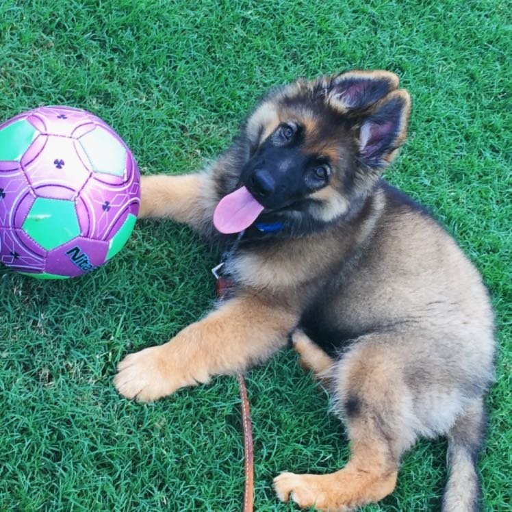 German Shepherd puppy from the Breeder South Florida Shepherds in Mind ...