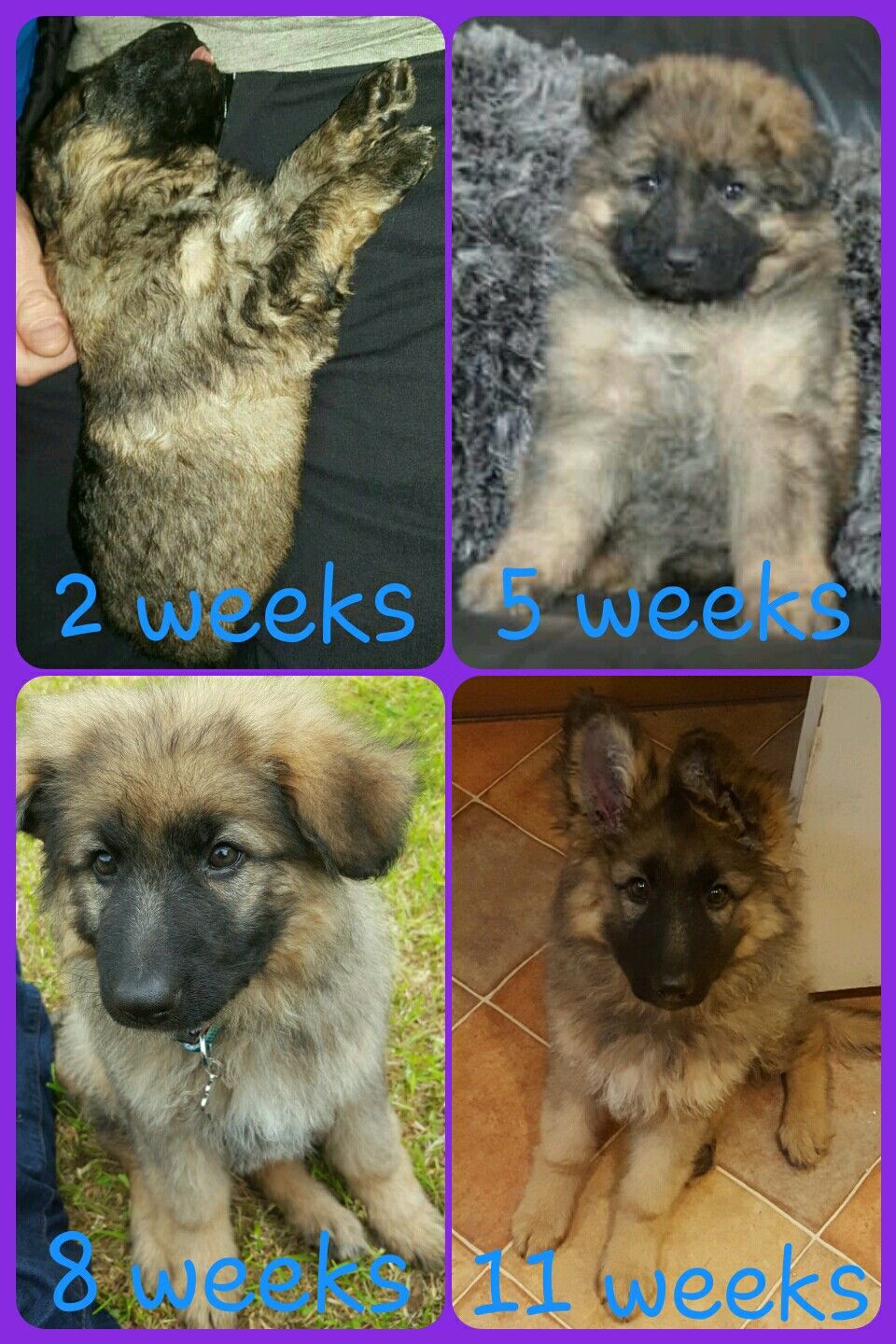 German Shepherd Puppy growing up