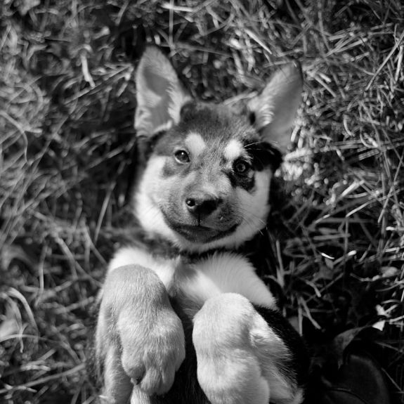 German Shepherd puppy in black and white photo