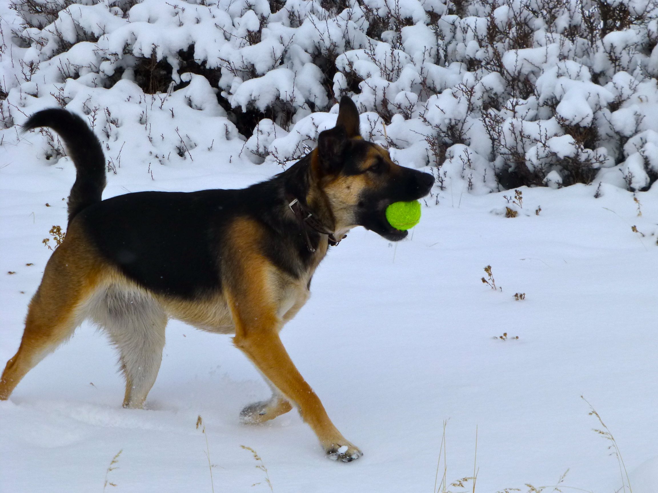 German Shepherd Puppy playing with ball in the snow