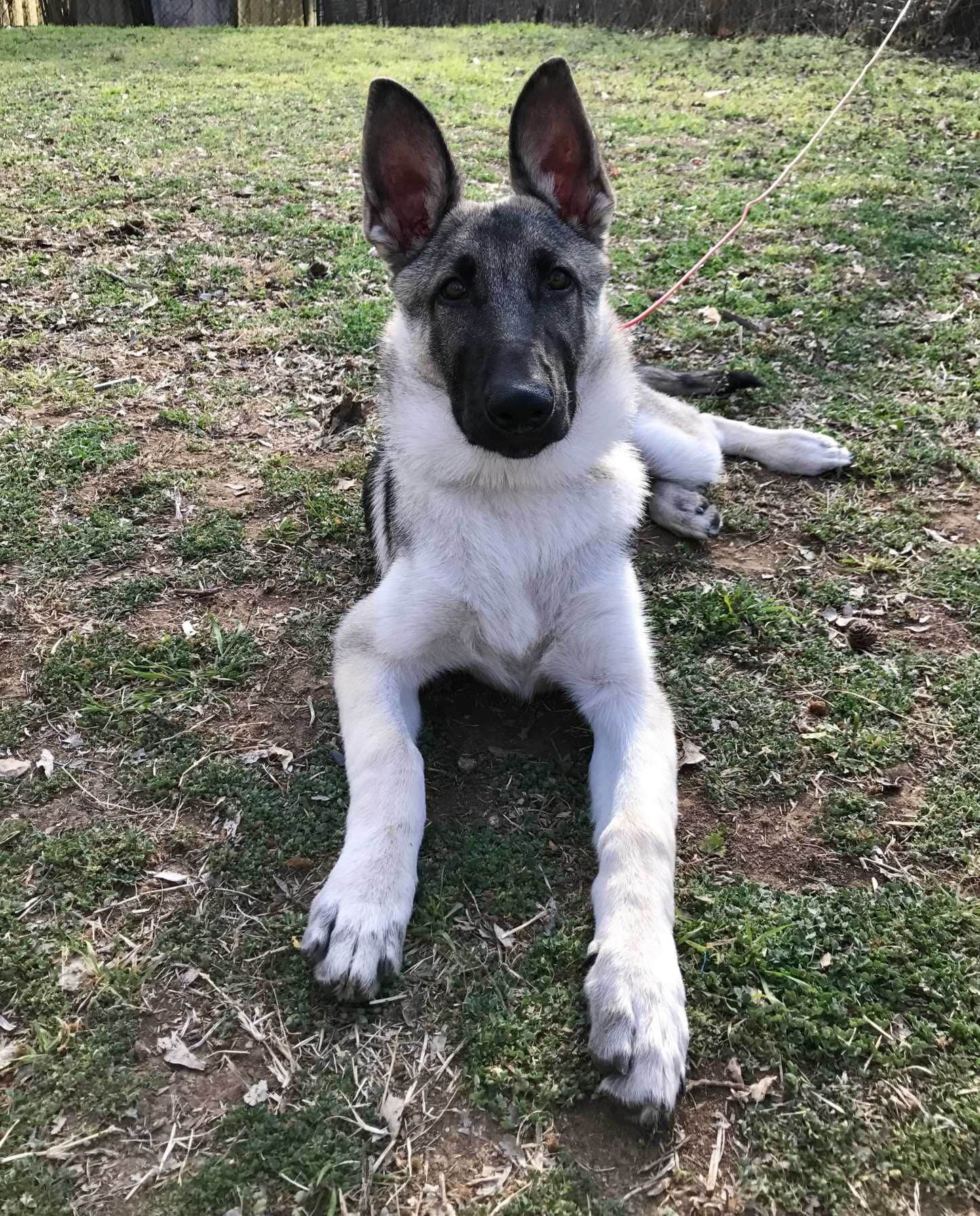 german shepherd puppy silver and black at 4 monthsd oa ¤ gsd