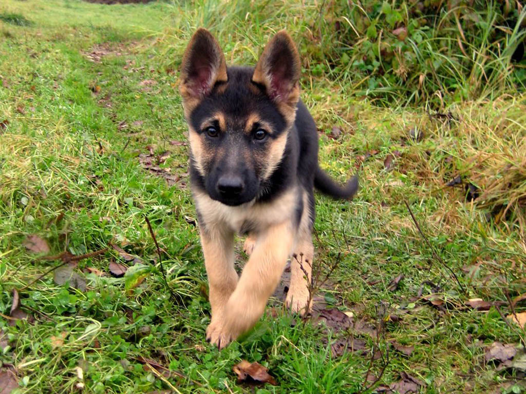 German Shepherd Puppy Training
