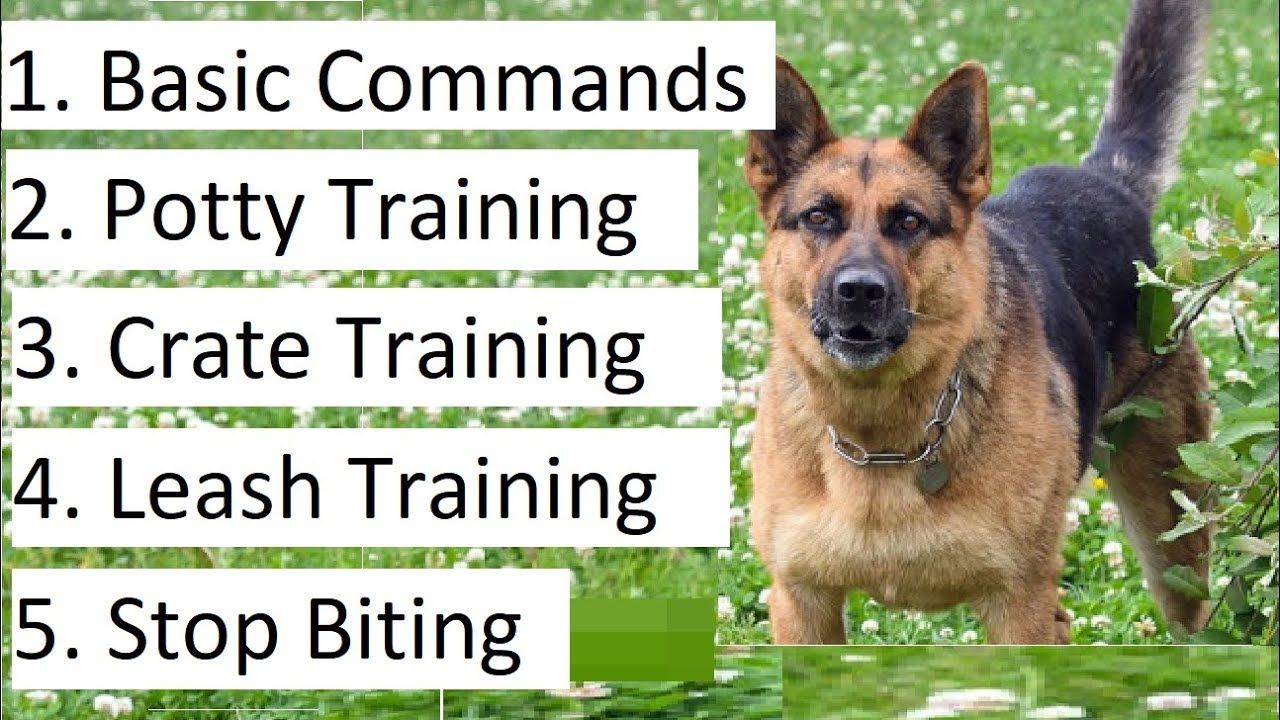 German Shepherd Puppy Training Treats
